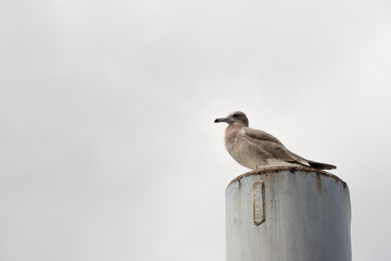 見つめるカモメ