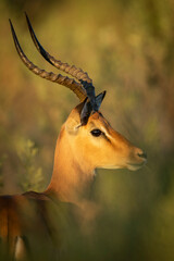 Vertical portrait of an adult male impala in Moremi Okavango Delta in Botswana