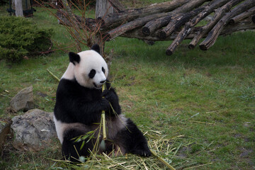 Obraz na płótnie Canvas panda eating bamboo