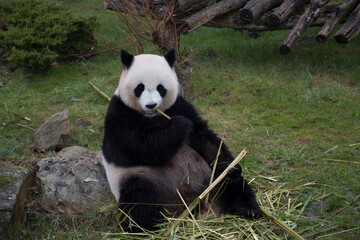 giant panda bear
