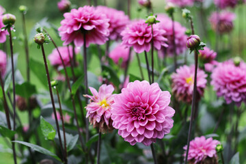 Fototapeta premium pink dahlias flowers close up