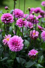pink dahlias flowers close up
