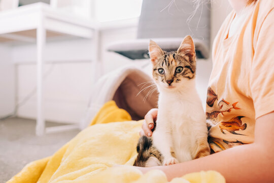 Kitten sitting on young girl in her bedroom