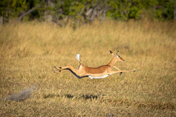 Adult female impala running in Moremi Okavango Delta in Botswana