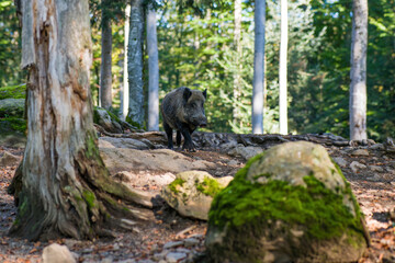 Naklejka na ściany i meble Wildschwein im Bayerischen Wald