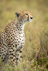 Vertical portrait of an adult cheetah in Ndutu Tanzania
