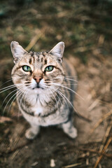 Portrait of a funny beautiful cat with green eyes in the outdoor, pets