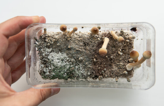 fungal mycelium diseases, problems with growing mushrooms, psyc