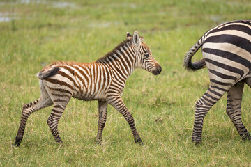Fototapeta na wymiar Baby zebra walking behind mother in Amboseli in Kenya
