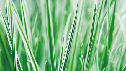 green white sedge grass background