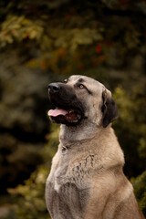 Beautiful dog kangal breed