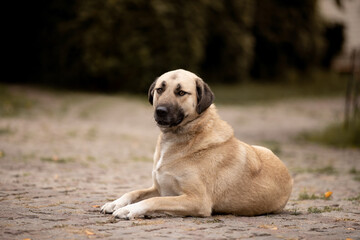 Beautiful dog kangal breed
