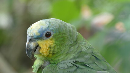 Die Venezuela-Amazone (Amazona amazonica) ist die häufigste Art aus der Gattung Amazona. Sie kommt im nördlichen und zentralen Südamerika vor, hier Ecuador.