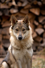 Beautiful wolf dog breed