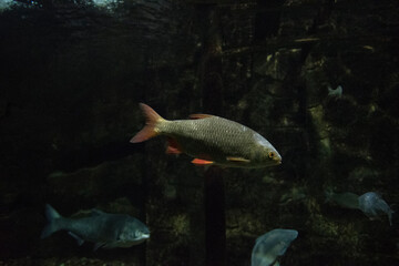 fish in aquarium