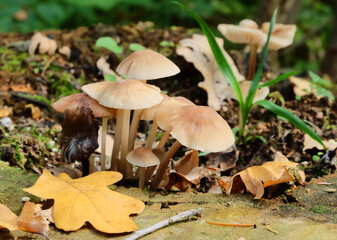 Clitocybe metachroa mushrooms on a dry tree trunk in the forest, macro photography, selective focus, horizontal orientation.