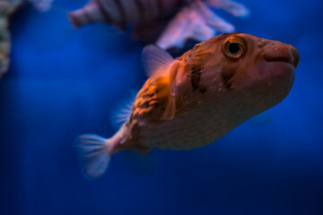 fish in aquarium