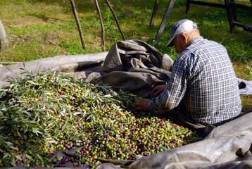 Harvested olives near Agiokampos town in Thessaly region, Greece, December 1 2010.