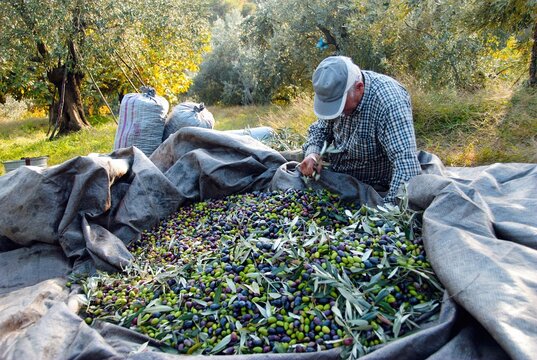Harvested olives near Agiokampos town in Thessaly region, Greece, December 1 2010.