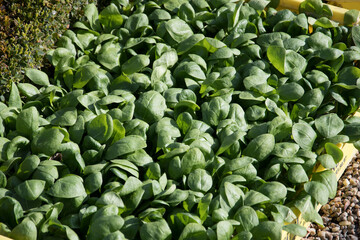 Fototapeta na wymiar close up of green beans