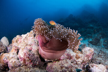 Anemone on the Reef