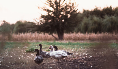 A flock of poultry. Village ducks and geese. White and gray domestic geese walk on the street and nibble grass.