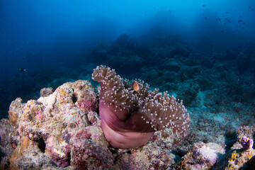 Anemone on the Reef