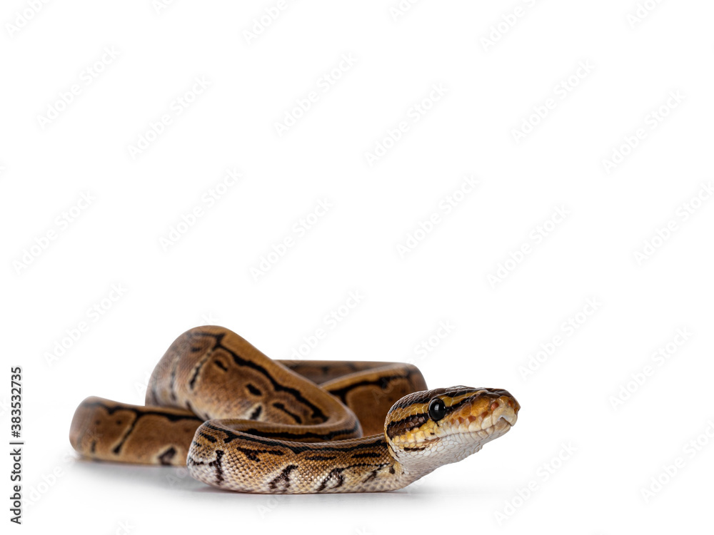 Leinwandbilder Pinstripe ballpython snake aka Python regius, moving towards camera. Detailed head facing camera. Isolated on white background.