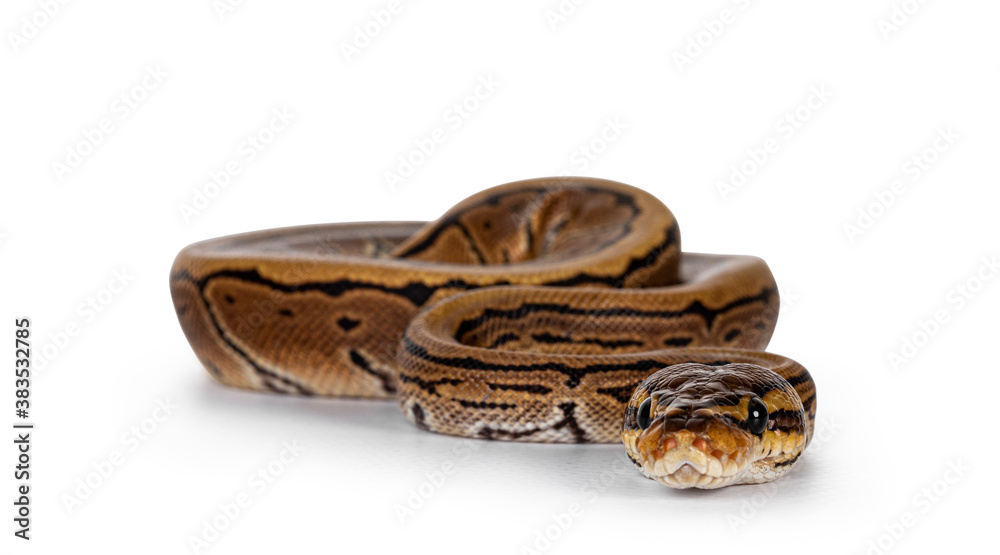 Aufkleber Pinstripe ballpython snake aka Python regius, moving towards camera. Detailed head facing camera, showing both eyes. Isolated on white background