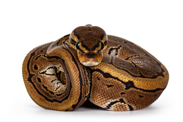 Front view of pinstripe ballpython snake aka Python regius, all curled up. Facing camera, showing both eyes. Isolated on white background.