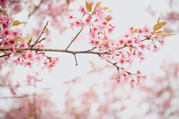 Beautiful cherry blossom or sakura in spring time over  sky