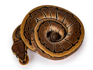 Top view of pinstripe ballpython snake aka Python regius, all curled up. Facing camera, showing both eyes. Isolated on white background.
