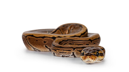 Pinstripe ballpython snake aka Python regius, moving towards camera. Detailed head facing camera, showing both eyes. Isolated on white background