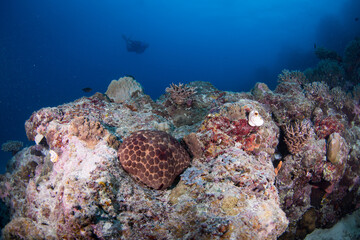 A pin cushion Starfish on the reef