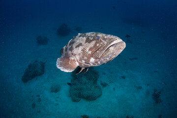 A Large potato cod swims over the sand