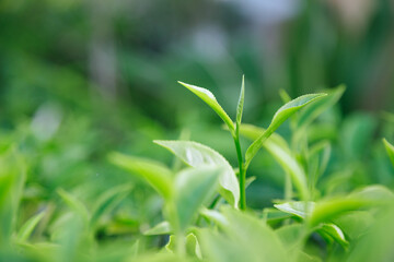 Fototapeta na wymiar Fresh tea leaves.