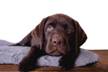 Closeup portrait chocolate puppy Labrador retriever lying down a mat in a wooden table with white background.
