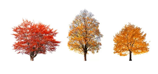Fototapeten Set of three orange and yellow autumn trees isolated on white background © Ivan Kmit