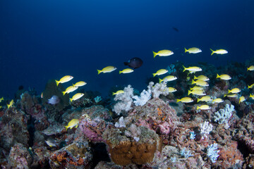 Yellow fish swim over the reef