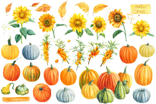 Autumn watercolor clipart. Pumpkins, sunflowers, sea buckthorn on a white isolated background.