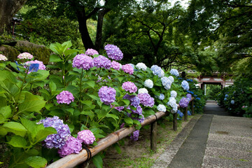 紫陽花