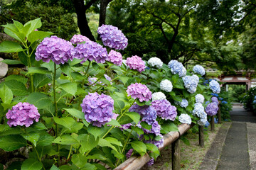 Obraz premium 紫陽花
