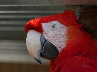 Der Hellrote Ara oder Arakanga (Ara macao), ist Großpapagei aus der Gattung der Eigentlichen Aras. Hier aus Ecuador.