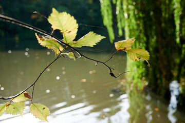 Nad stawem © Dariusz