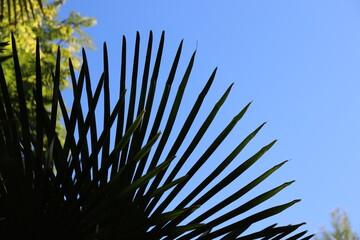 Obraz premium palm tree branches