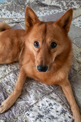 Beautiful red dog poses for the camera