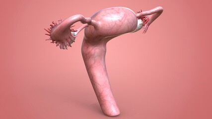 female reproductive system anatomy and physiology.3D