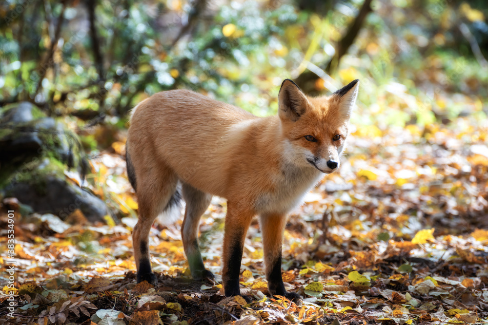 Wall mural fox in forest in autumn leaves.