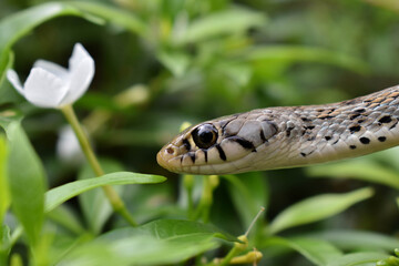 A SMALL SNAKE WITH A GREEN BACKGROUND 
