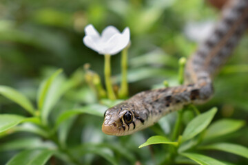 A SMALL SNAKE WITH A GREEN BACKGROUND 